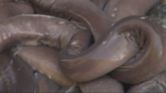 Truck overturns, spills nearly 4 tons of slime eels on Oregon Coast highway