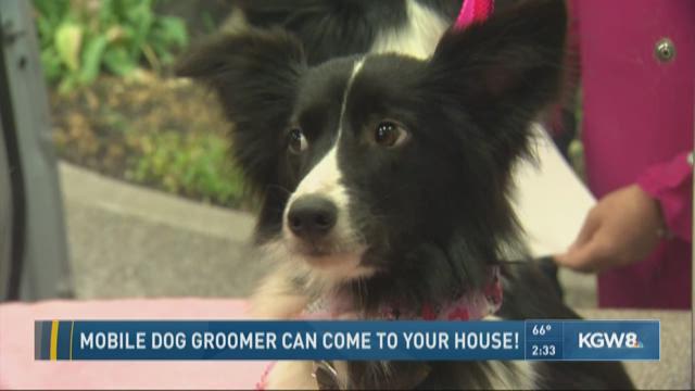 Mobile dog groomer can come to your house! | kgw.com